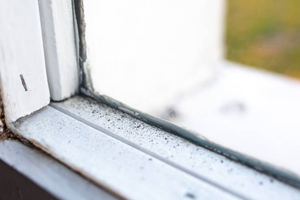 Best Residential Mold Inspection & Testing  in Fort Thomas, KY