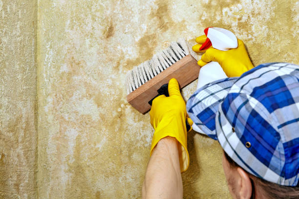 Best Attic Mold Removal  in Fort Thomas, KY