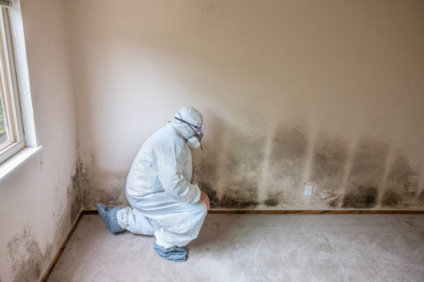 Best Basement Mold Removal  in Fort Thomas, KY